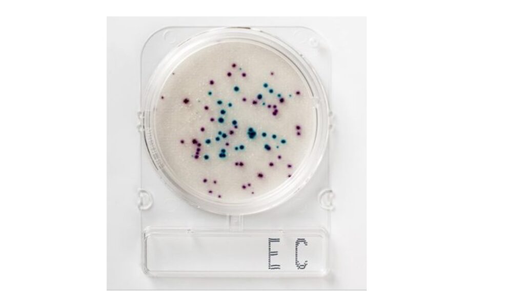 Compact Dry E.Coli